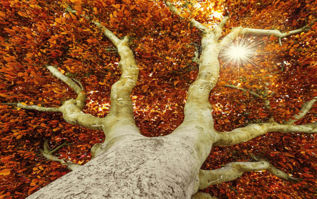 Обои картинки фото природа, деревья, дерево, осень, солнце, листья