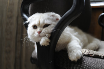 Картинка животные коты шотландская вислоухая кошка мордочка скоттиш-фолд взгляд