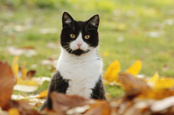 Картинка животные коты коте киса ушки усы взгляд
