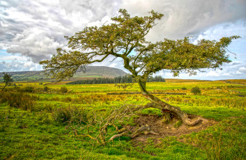Картинка природа пейзажи равнина дерево