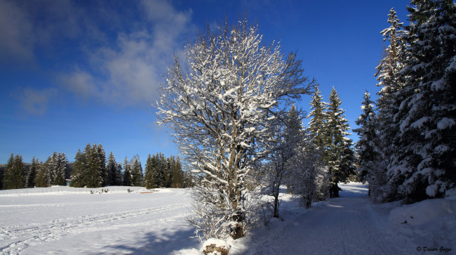 Обои картинки фото природа, зима, снег, дорога, лес