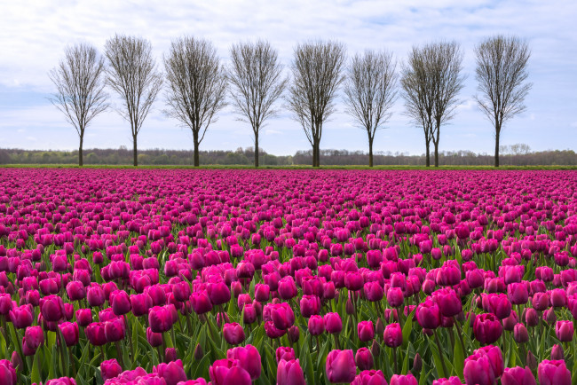 Обои картинки фото цветы, тюльпаны, поле, облака, деревья