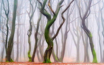 Картинка природа лес листва стволы деревья дымка фигуры парк