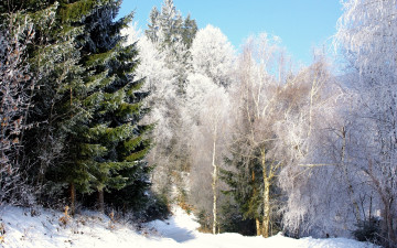 Картинка природа лес снег небо зима