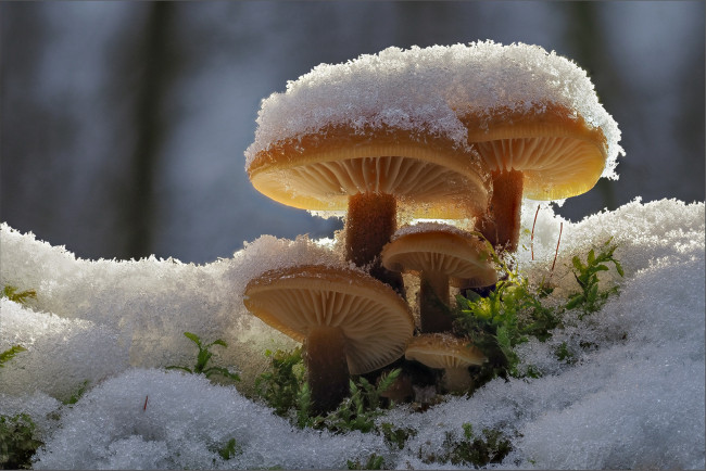 Обои картинки фото природа, грибы, снег, семейка