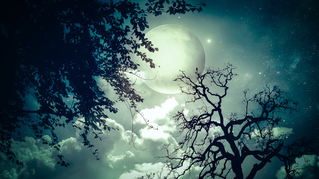 Обои картинки фото разное, компьютерный дизайн, тучи, луна, звезды, небо, деревья