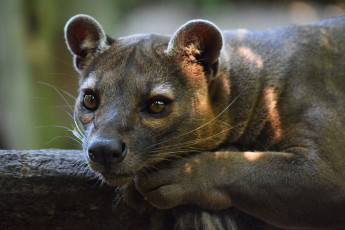 Картинка fossa животные фоссы виверровые хищник красная книга мадагаскар животное фосса млекопитающее