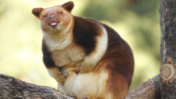 Картинка валлаби животные кенгуру гудфеллоу древесный двурезцовые млекопитающее сумчатые