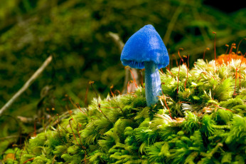 обоя природа, грибы, мох, синий, грибок