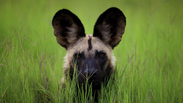 Картинка гиеновидная+собака животные гиены +гиеновые+собаки гиеновидная собака псовые хищник млекопитающее шерсть когти оскал зубы африка