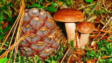 Картинка природа грибы грибной дуэт шишка