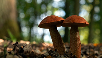 обоя природа, грибы, подосиновик