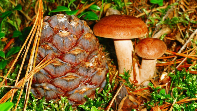 Обои картинки фото природа, грибы, грибной, дуэт, шишка