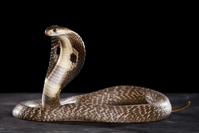 Обои картинки фото cobra, животные, змеи,  питоны,  кобры, змея, пресмыкающиеся, чешуйчатые, хордовые
