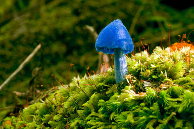 Обои картинки фото природа, грибы, мох, синий, грибок