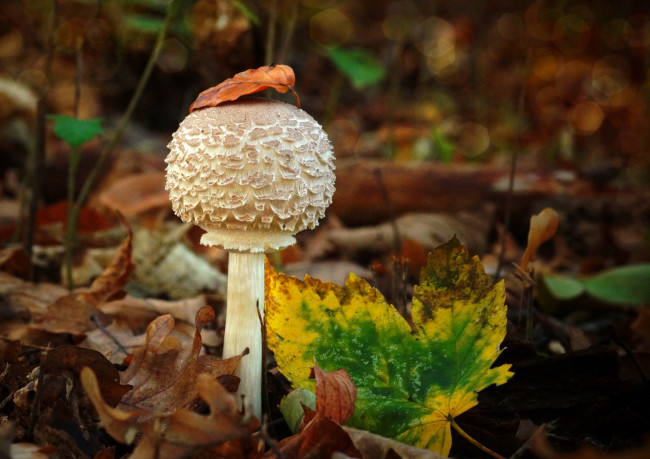 Обои картинки фото природа, грибы, осень, гриб, листья