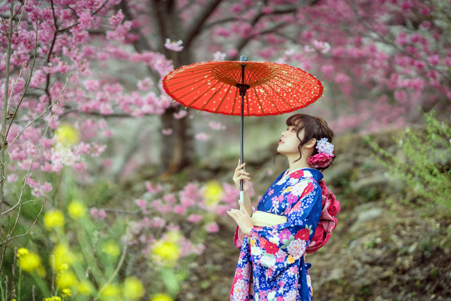 Обои картинки фото девушки, - азиатки, японка, кимоно, зонтик, сакура