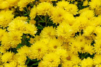 Картинка цветы хризантемы желтые макро