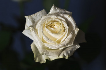 Картинка цветы розы цветок капли макро темный фон роза бутон белая