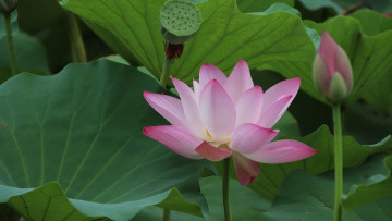 Картинка цветы лотосы розовый лотос макро