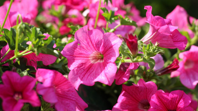 Обои картинки фото цветы, петунии,  калибрахоа, розовая, петуния, макро