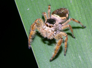 Картинка brownmexicanjumpingspider животные пауки
