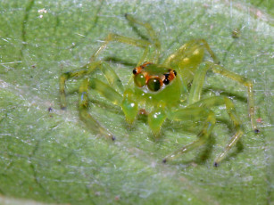 Картинка greenvietnamesejumpingspider животные пауки