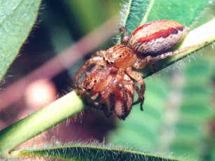 Картинка jumpingspiderholdinganother животные пауки