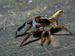 Картинка newzealandjumpingspider животные пауки