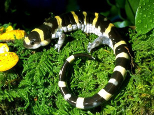 Картинка саламандра животные Ящерицы игуаны вараны