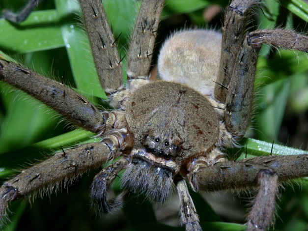 Обои картинки фото huntsmanspider, животные, пауки