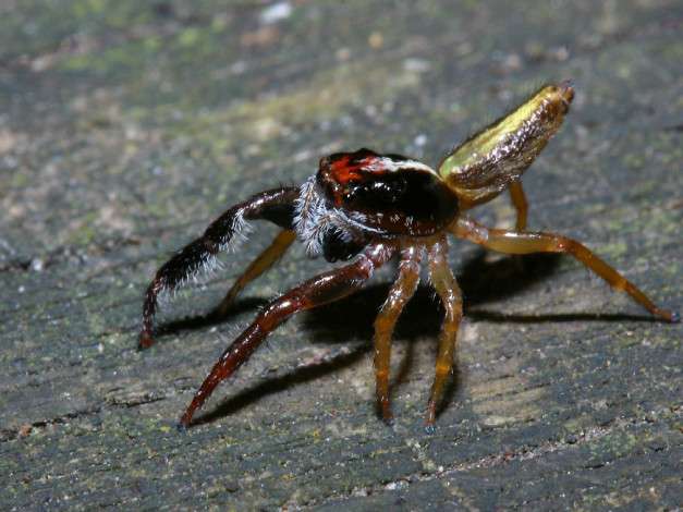 Обои картинки фото newzealandjumpingspider, животные, пауки
