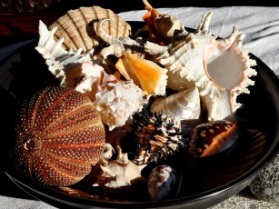 Картинка разное ракушки кораллы декоративные spa камни морской еж тарелка