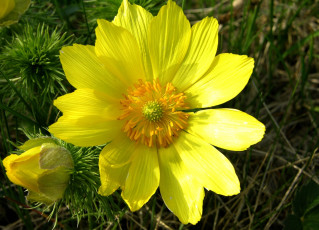 Картинка цветы анемоны адонисы желтый большой адонис