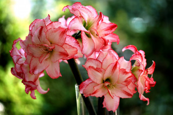 обоя цветы, амариллисы, гиппеаструмы, розово-белый, пестрый