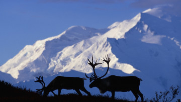 Картинка животные олени горы