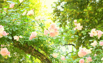 Картинка цветы розы утро
