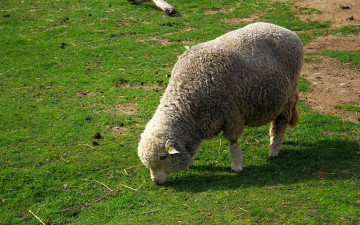 Картинка животные овцы бараны на травке