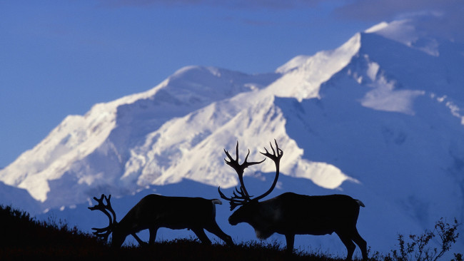Обои картинки фото животные, олени, горы