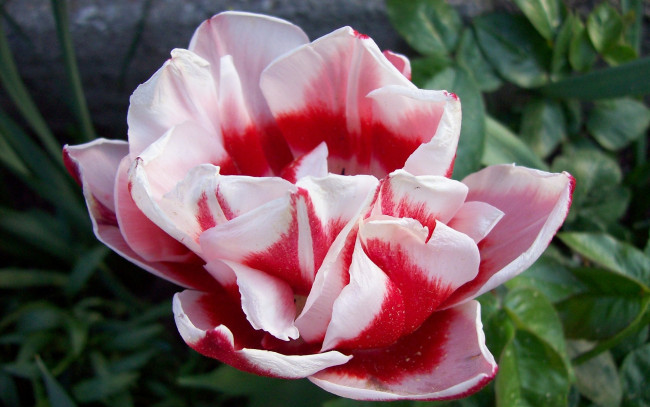Обои картинки фото цветы, тюльпаны, красно-белый