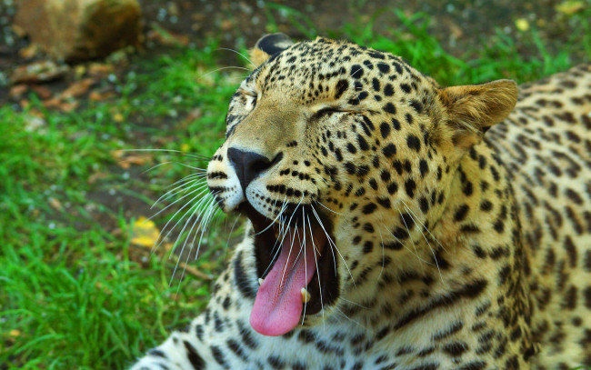 Обои картинки фото животные, леопарды, язык