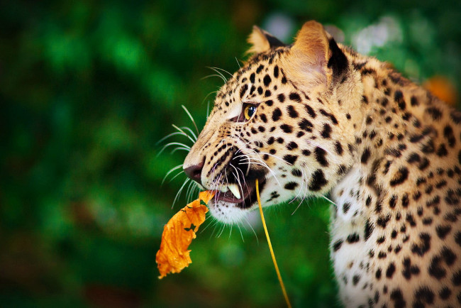 Обои картинки фото животные, леопарды, лист