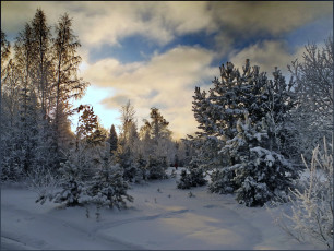 Картинка природа зима мороз лес снег