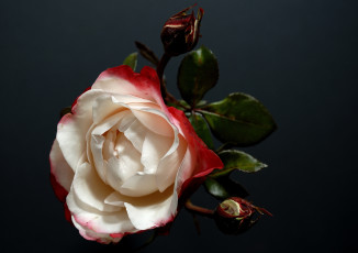 Картинка цветы розы лепестки ободок