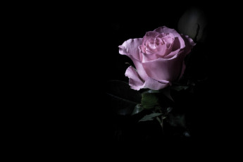 Картинка цветы розы лепестки лиловый