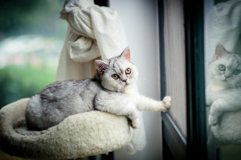 Картинка животные коты лапка окно белый