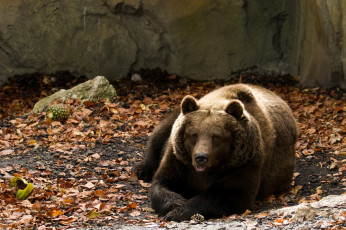 Картинка животные медведи отдых бурый