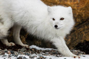 Картинка животные песцы полярная лисица