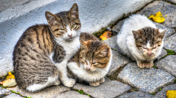Картинка животные коты брусчатка