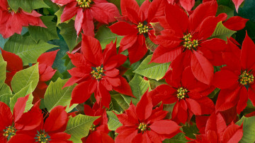Картинка цветы пуансеттия красный зеленый